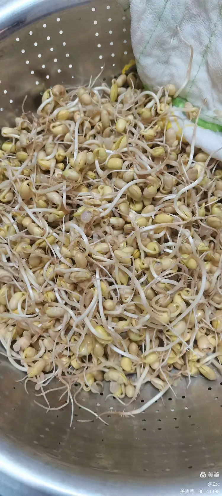 记录黄豆种子发芽